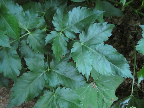 Trochiscanthes nodiflora, photograph 3