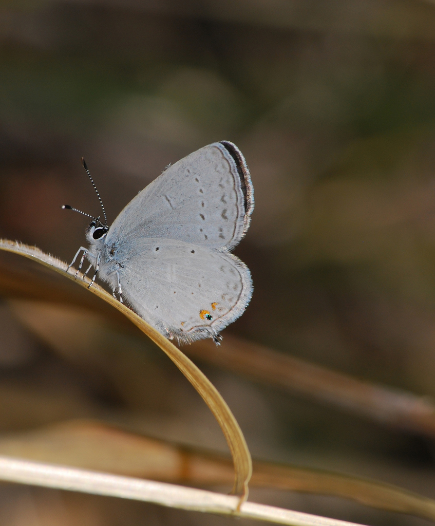 Western Tailedblue (The Butterflies of San Francisco ) · iNaturalist