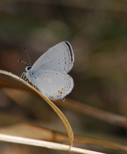 Western Tailed-blue