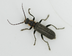 Cyrtomoptera divisa