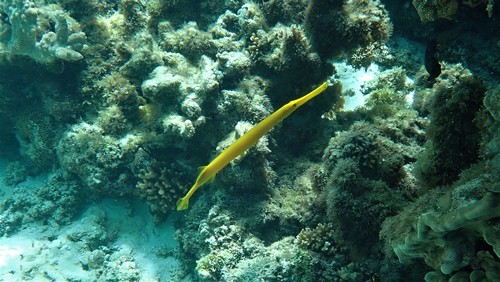 Chinese trumpetfish