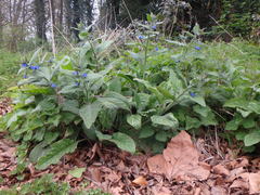 Pentaglottis sempervirens