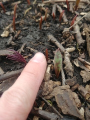 Erythronium americanum