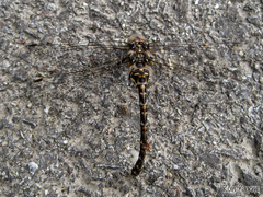 Gomphaeschna furcillata