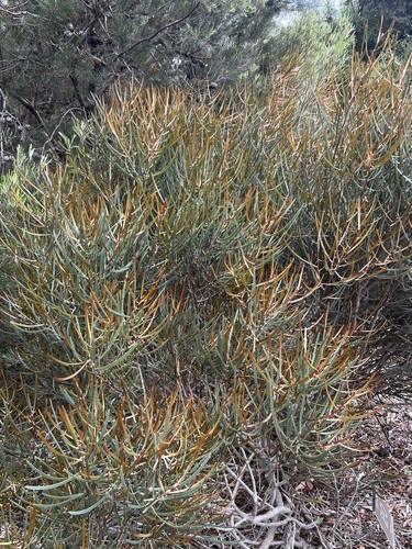 Enigma Hakea (Hakea aenigma)