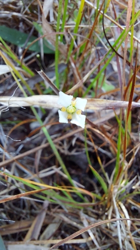 Image of Bartonia verna by (c) Athena Philips, some rights reserved (CC BY)