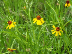 Helenium amphibolum