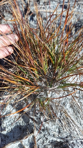 Image of Xyris elliottii by (c) Athena Philips, some rights reserved (CC BY)