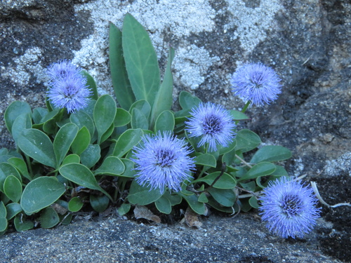 Apennine Globularia (Globularia incanescens)