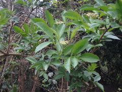 Sambucus nigra