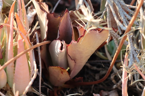 Image of Kalanchoe synsepala by (c) amantedarmanin, some rights reserved (CC BY)