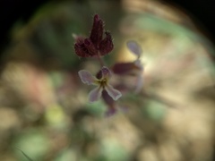 Streptanthus hispidus