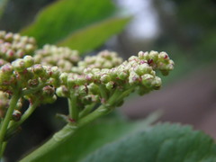 Sambucus nigra