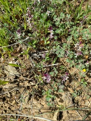 Streptanthus hispidus