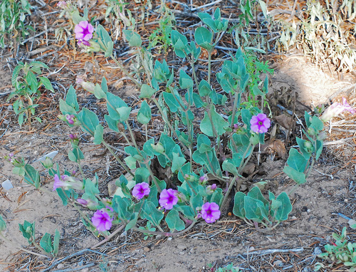 Colorado Four o'Clock