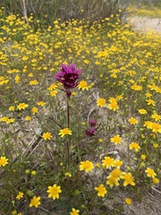 Castilleja exserta venusta