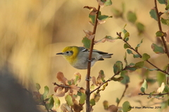 Peucedramus taeniatus