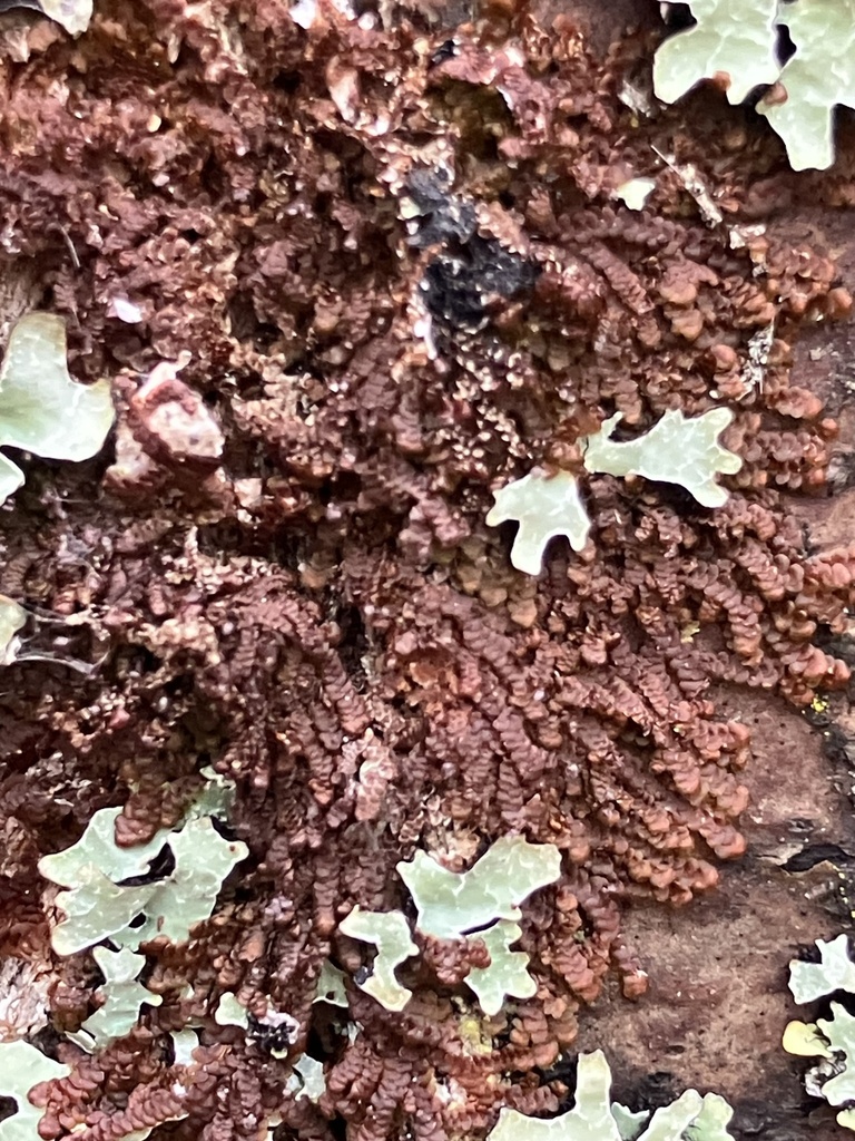 Asa Gray's Scalewort From County Road 510, Negaunee, MI, US On December 23, 2023 At 03:29 PM By ...