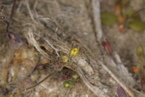Image of Phacelia inyoensis by (c) Steve Matson, some rights reserved (CC BY)