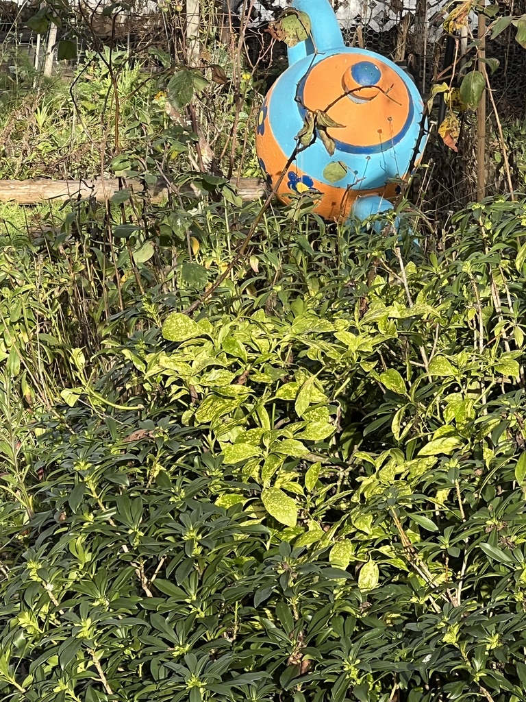 Aucuba ringspot virus from Balmoral Rd, Victoria, BC, CA on December 23