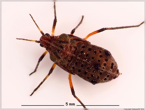 Giant Willow Aphid, photo 6 of 8