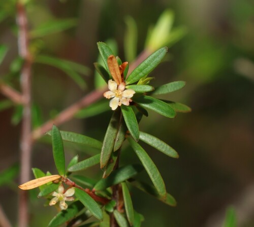 Micrantheum ericoides (Micrantheum ericoides)