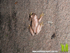 Exerodonta smaragdina