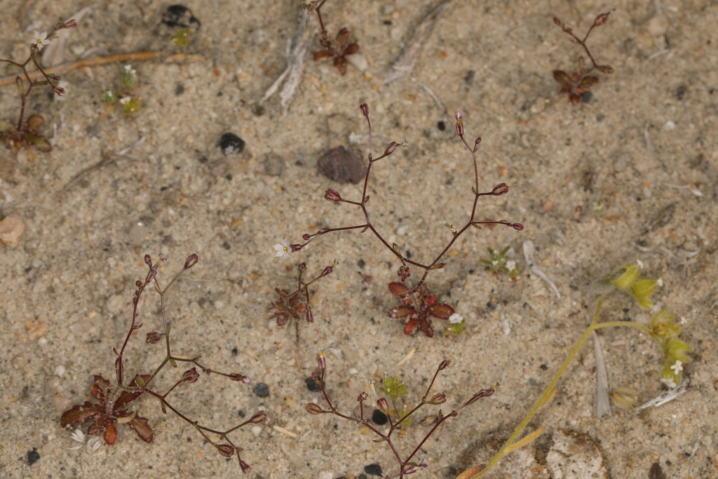 Aliciella humillima (Aliciella humillima)