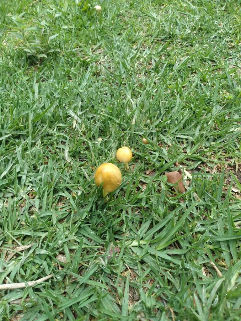 Bolbitius titubans · December 2023 · photo: © alfredo_f_fuentes (iNaturalist, cc-by-nc)
