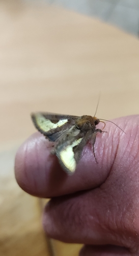 Thysanoplusia orichalcea