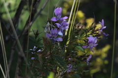 Loeselia purpusii
