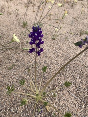 Lupinus odoratus