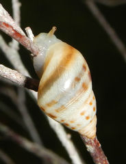 Drymaeus dormani