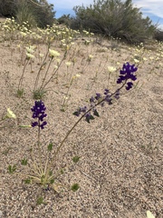 Lupinus odoratus