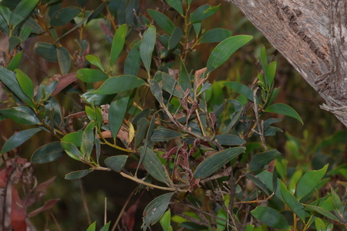 Image of Acacia aulacocarpa by (c) Greg Tasney, some rights reserved (CC BY-SA)