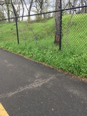 Zonotrichia atricapilla