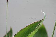 Stenacris vitreipennis