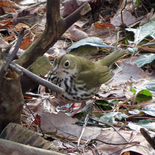 Ovenbird, United States, photo 8 of 10