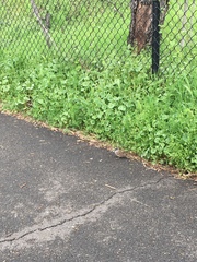 Zonotrichia atricapilla