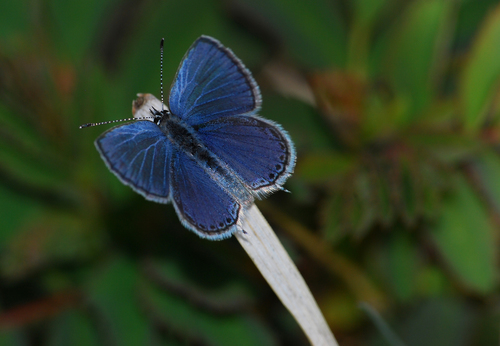 Western Tailed-blue