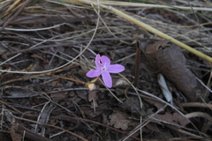 Pseuderanthemum praecox
