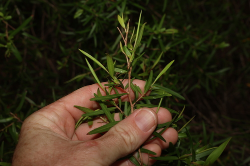 Image of Lemon Scented Tea Tree (Leptospermum petersonii) by (c) Greg Tasney, some rights reserved (CC BY-SA)