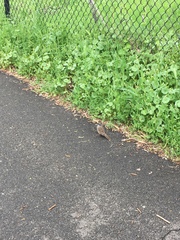 Zonotrichia atricapilla