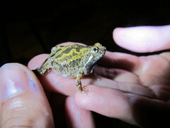 Painted Rice Frog photo 1