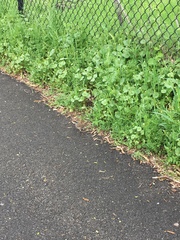 Zonotrichia atricapilla