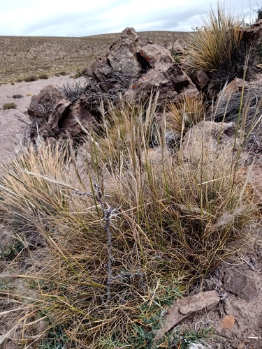 Pappostipa chrysophylla var. crispula