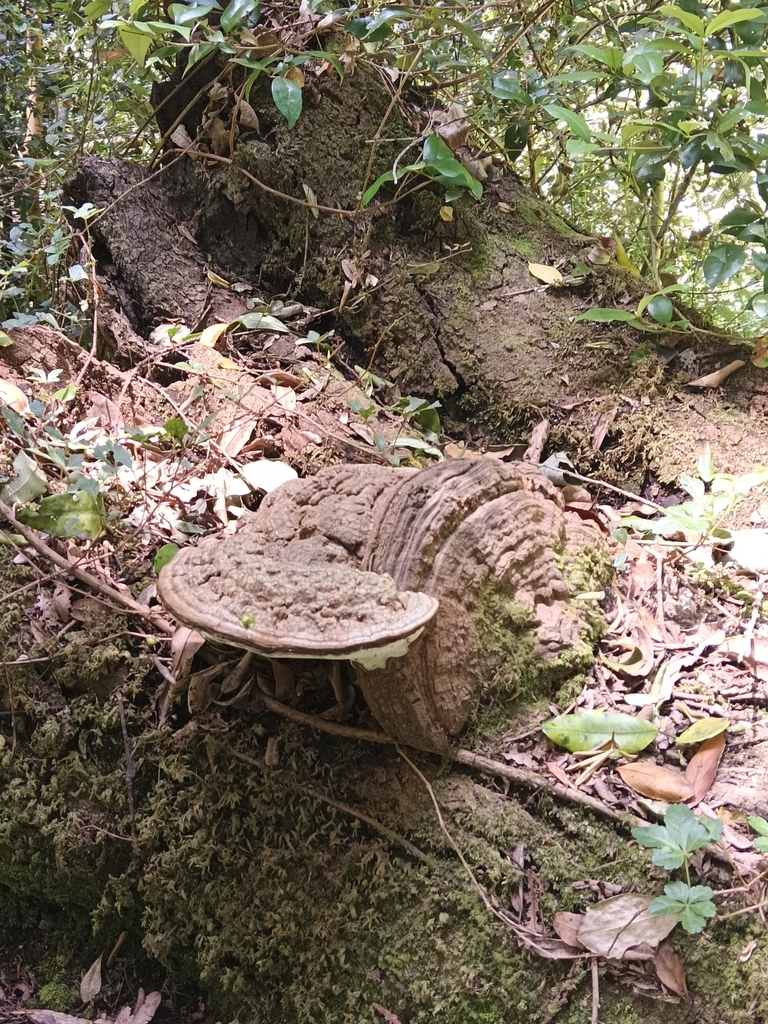 Ganoderma australe · December 2023 · photo: © sur_endemico (iNaturalist, cc-by-nc)