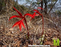 Sprekelia formosissima