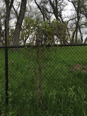 Aristolochia californica