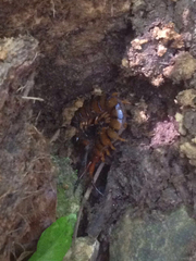 Scolopendra alternans
